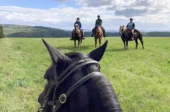 Wanderreiten mit Picknick Weiler bei Monzingen