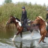 Wanderreiten mit Verpflegung