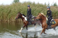 Wanderreiten mit Verpflegung
