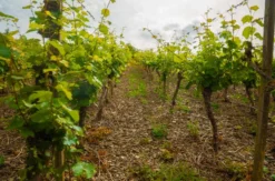 Weinausflug & Schifffahrt auf der Mosel