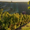 Weinbergrundfahrt mit der Reblaus für 2