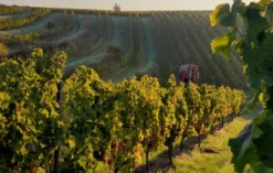 Weinbergrundfahrt mit der Reblaus für 2