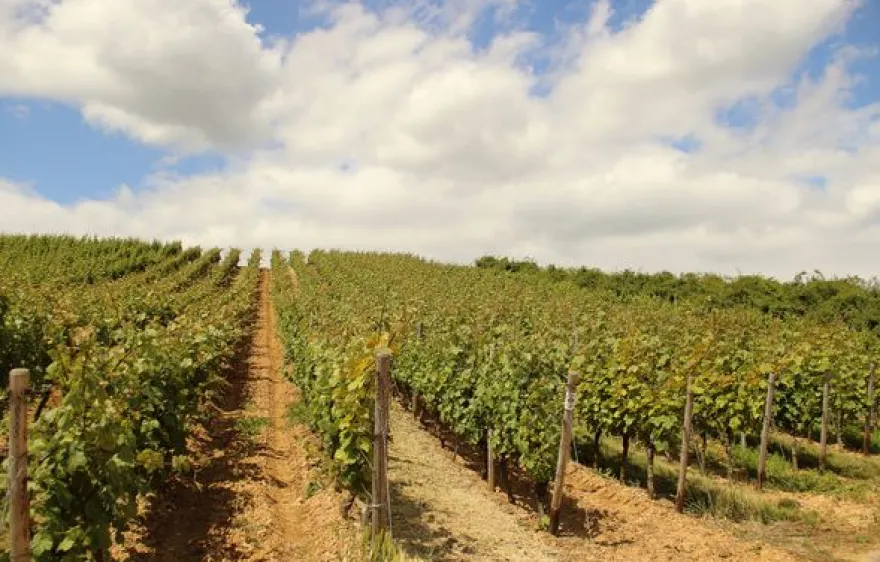 Weinbergsrundfahrt Guldental (mit Holder- & Weinverkostung)