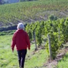 Weinbergtour mit Verkostung in Zürich