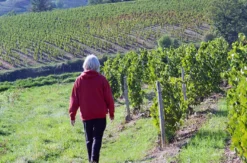 Weinbergtour mit Verkostung in Zürich