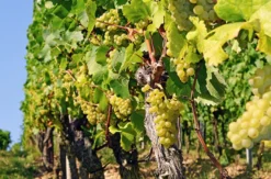 Weinbergtour mit Verkostung in Zürich