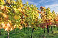 Weinbergtour mit Verkostung in Zürich