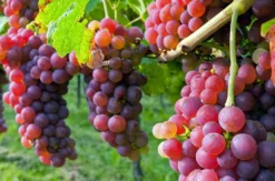Weinbergtour mit Verkostung in Zürich