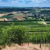 Weinbergwanderung Essenheim