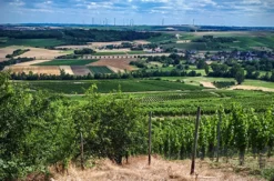 Weinbergwanderung Essenheim