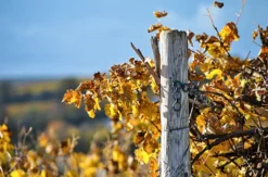 Weinbergwanderung Essenheim
