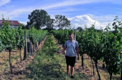 Weinbergwanderung Hohenruppersdorf