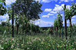 Weinbergwanderung Hohenruppersdorf