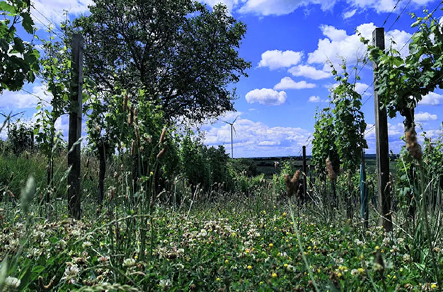 Weinbergwanderung Hohenruppersdorf