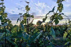 Weinbergwanderung Hohenruppersdorf