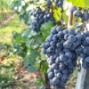 Weinbergwanderung in Bad Neuenahr-Ahrweiler