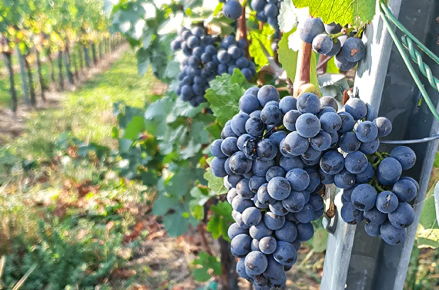 Weinbergwanderung in Bad Neuenahr-Ahrweiler