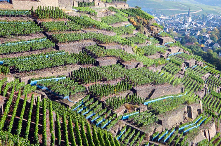 Weinbergwanderung in Bad Neuenahr-Ahrweiler