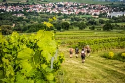Weinbergwanderung Markt Nordheim