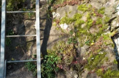 Weinbergwanderung mit Klettersteig an der Mosel