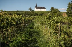 Weinbergwanderung mit Verkostung Worms