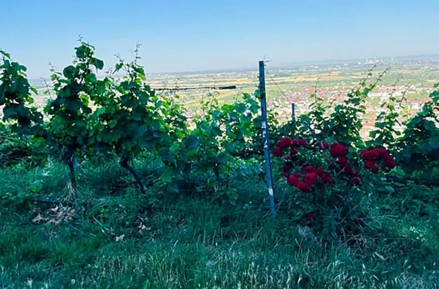 Weinbergwanderung mit Verkostung Schriesheim (alkoholfrei)