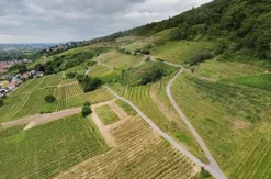 Weinbergwanderung mit Verkostung Schriesheim (alkoholfrei)