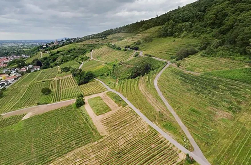 Weinbergwanderung mit Verkostung Schriesheim (alkoholfrei)