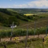 Weinbergwanderung mit Weinprobe Guldental