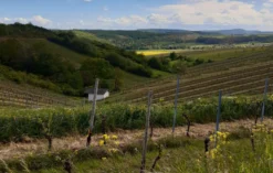 Weinbergwanderung mit Weinprobe Guldental