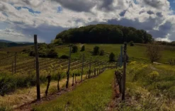 Weinbergwanderung mit Weinprobe Guldental