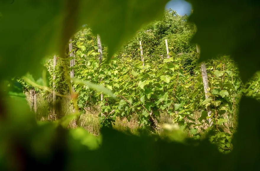 Weinbergwanderung mit Weinverkostung in Rheinland-Pfalz