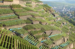Weinbergwanderung mit Winzer im Ahrtal
