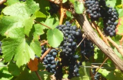 Weinbergwanderung mit Winzer im Ahrtal