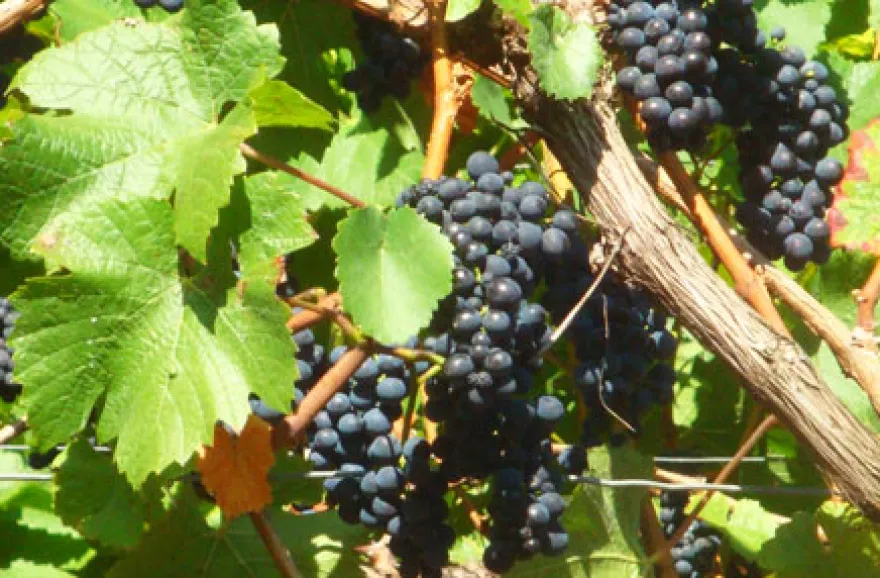 Weinbergwanderung mit Winzer im Ahrtal