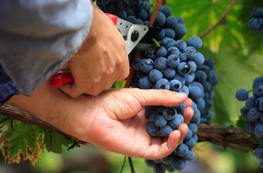 Weinbergwanderung mit Winzer im Ahrtal