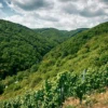 Weinbergwanderung Oberwesel