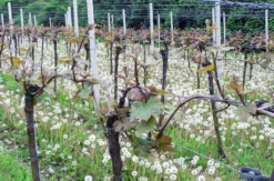 Weinbergwanderung Schriesheim mit Rebschnitt