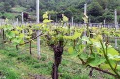 Weinbergwanderung Schriesheim mit Rebschnitt