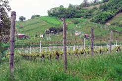 Weinbergwanderung Schriesheim mit Rebschnitt