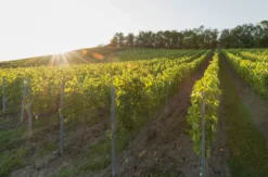 Weinbergwanderung Ulsenheim mit Verkostung und Brotzeit