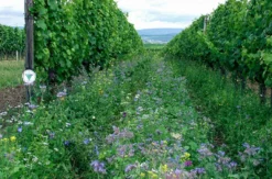 Weinbergwanderung Volxheim mit Verkostung