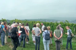 Weinbergwanderung Volxheim mit Verkostung