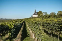 Weinbergwanderung Worms
