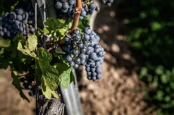 Weinbergwanderung Worms