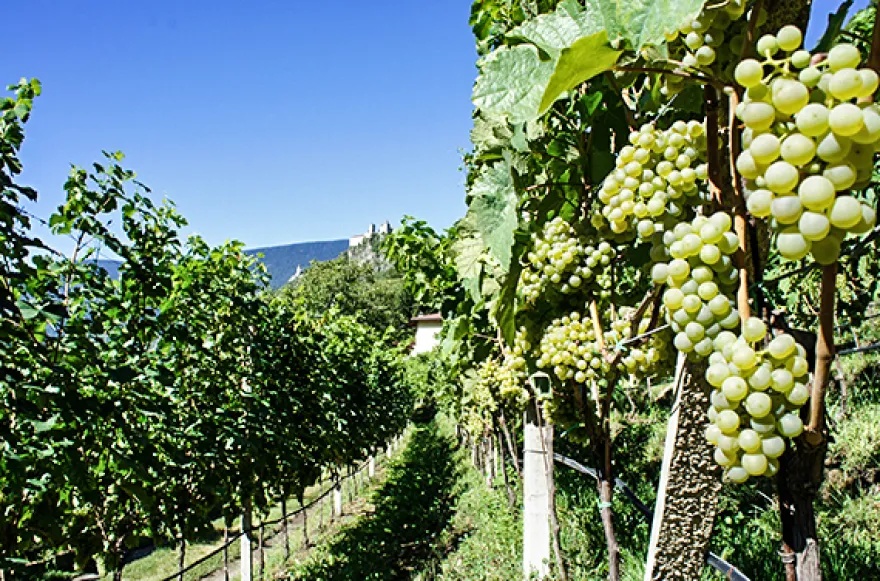 Weinkenner-Kurzurlaub in Südtirol für 2