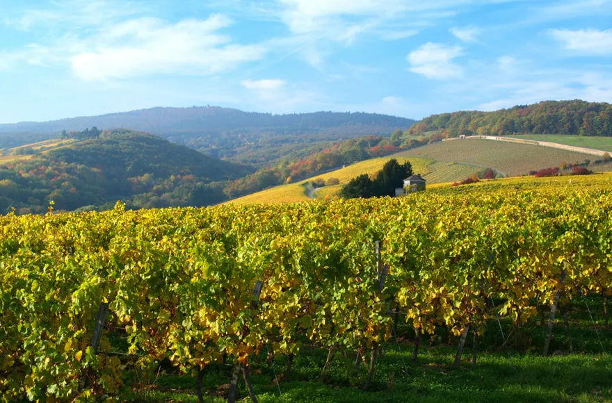 Wein-Kurzurlaub im Rheingau für 2