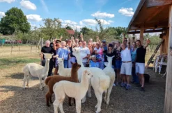 Weinprobe auf der Alpakaweide