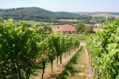 Weinprobe Maulbronn