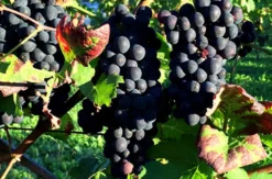 Weinprobe online